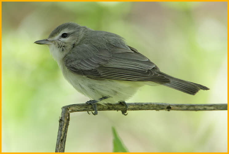 Drab Eastern<BR>Warbling Vireo