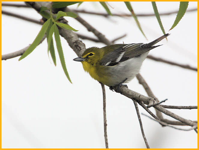 Yellow-throated Vireo