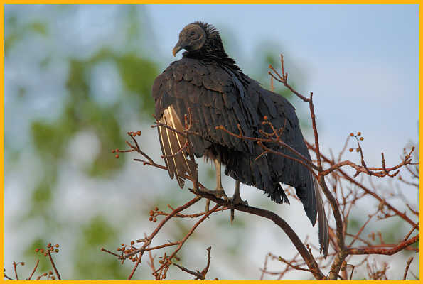 Black Vulture