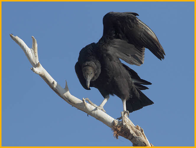 Black Vulture