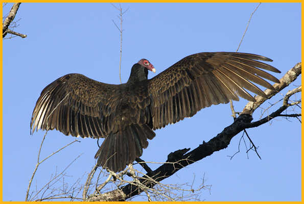 Turkey Vulture