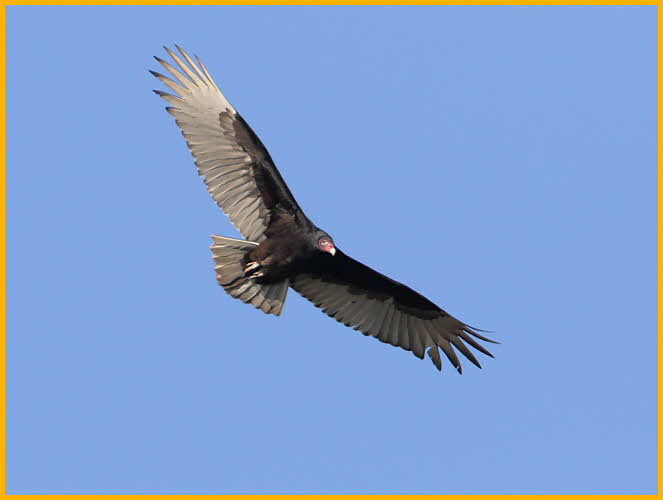 Turkey Vulture