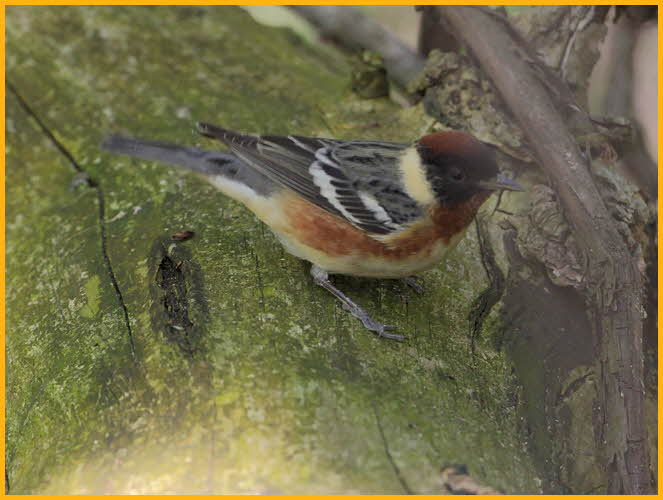 Bay-breasted Warbler