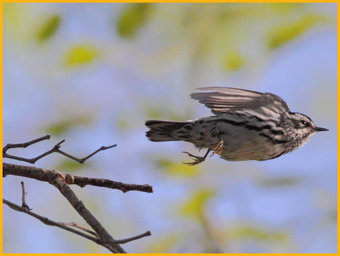 Black-and-White Warbler