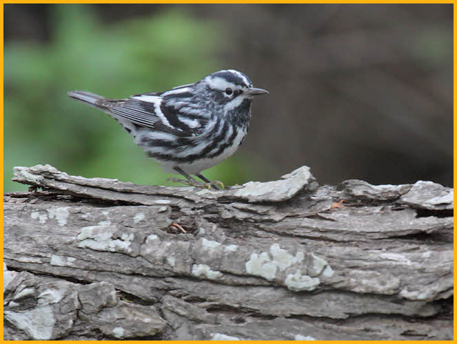 Black-and-White Warbler