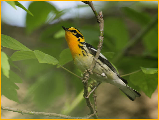 Blackburnian Warbler