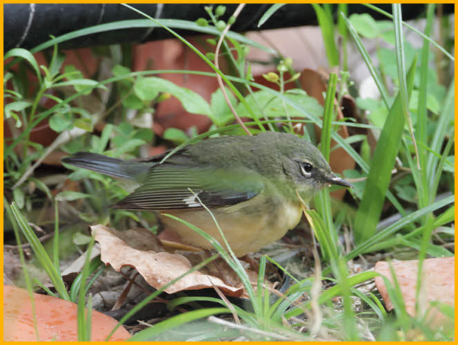 Female<BR>Black-throated Blue Warbler