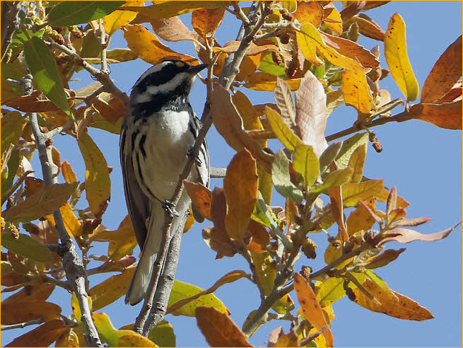 Black-throated Gray Warbler