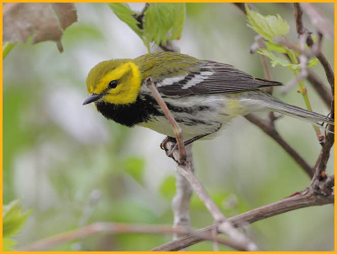 Black-throated Green Warbler