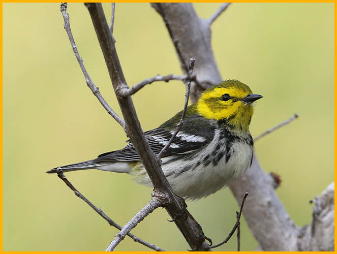 Female<BR>Black-throated Green Warbler