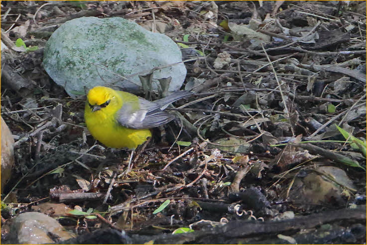 Blue-winged Warbler