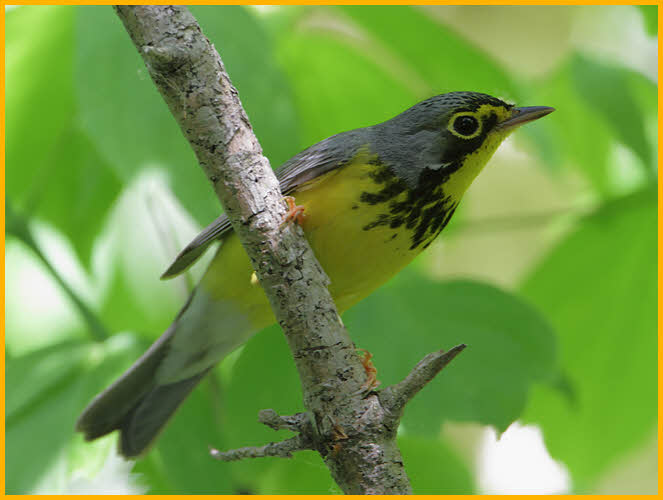 Canada Warbler