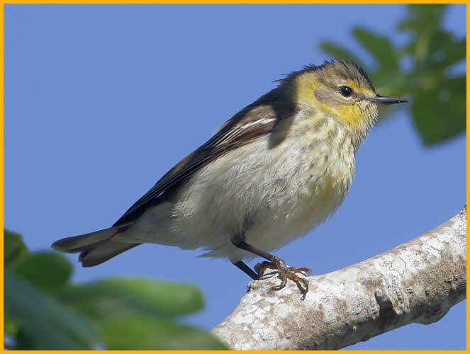 First Winter<BR>Cape May Warbler