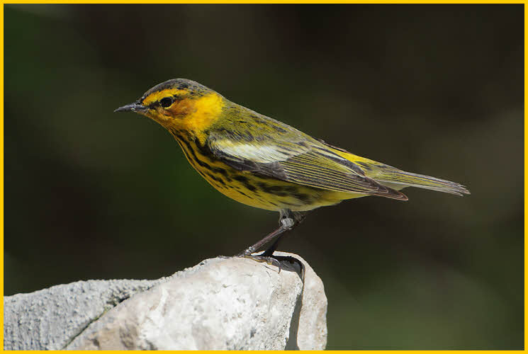 Cape May Warbler