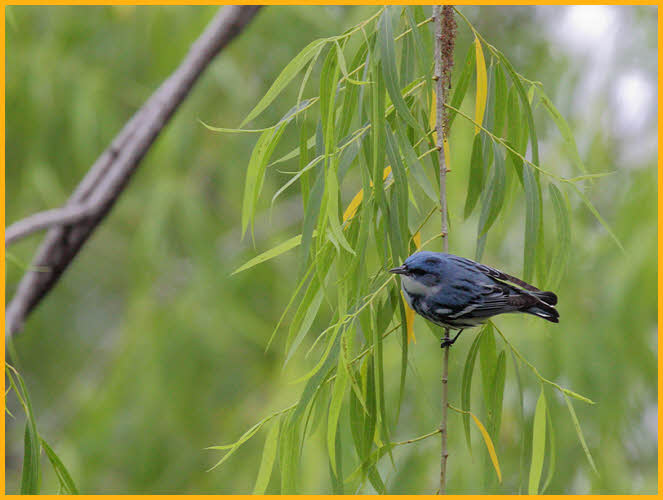 Cerulean Warbler