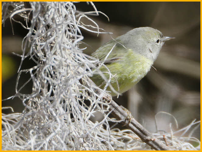 Connecticut Warbler