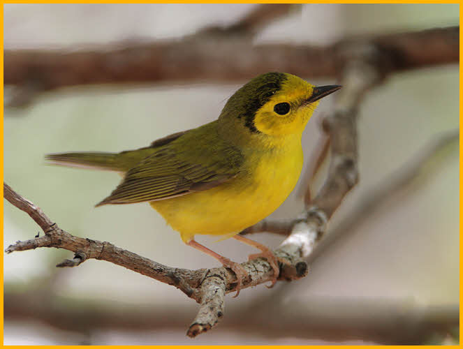Female<BR> Hooded Warbler