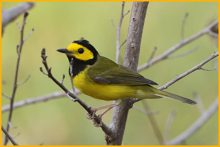 Hooded Warbler