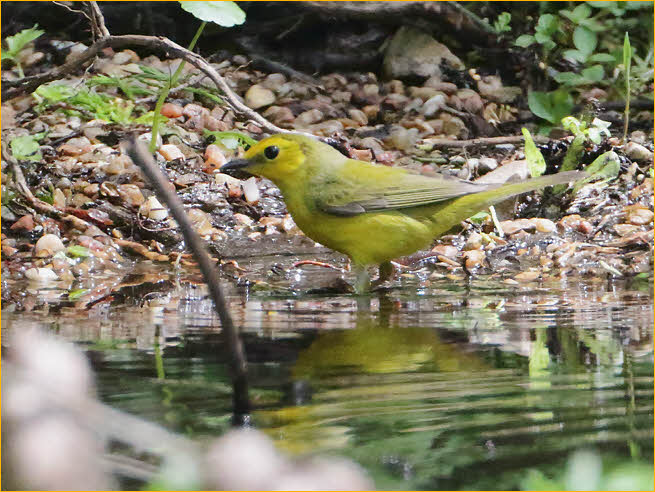 First Year<BR>Hooded Warbler