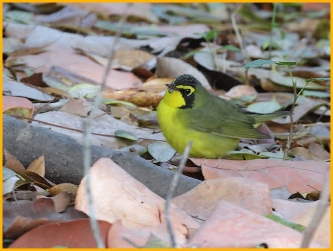 Kentucky Warbler