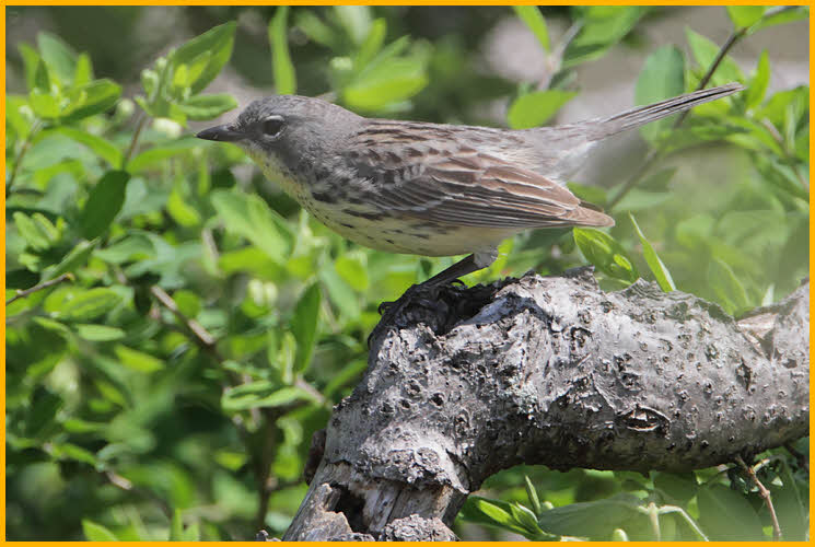 Female<BR>Kirtland's Warbler