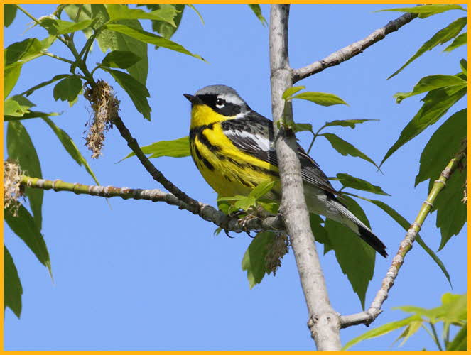 Magnolia Warbler