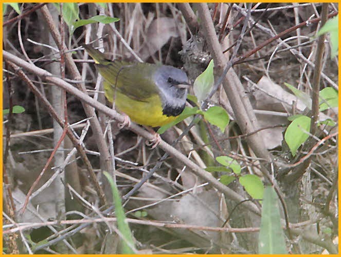 Mourning Warbler