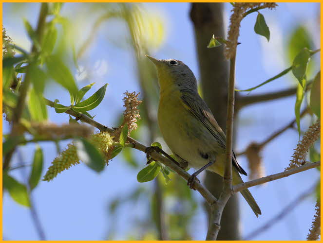 Eastern <BR>Nashville Warbler