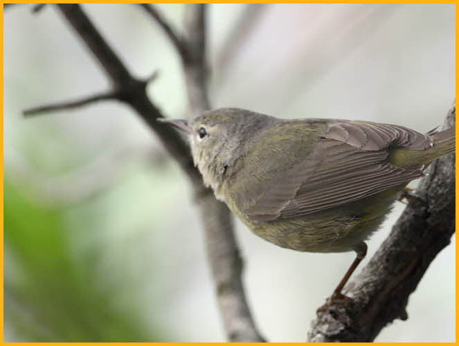 Taiga <BR>Orange-crowned Warbler