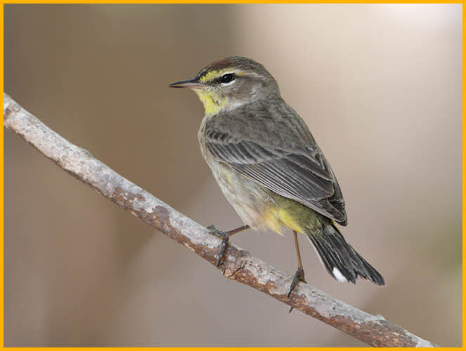 Juvenile Brown (Western)<BR> Palm Warbler