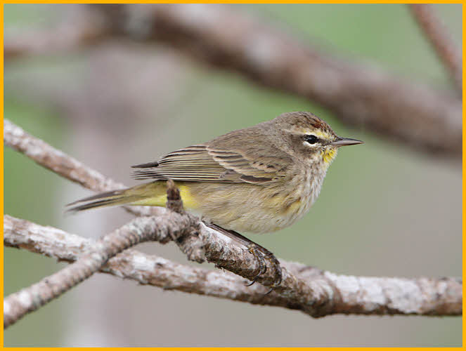 Nonbreeding Brown<BR>Palm Warbler