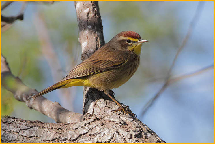 Brown (Western)<BR>Palm Warbler