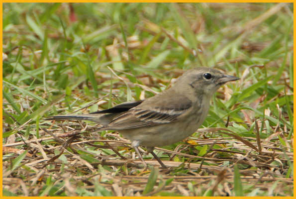 First Winter Female <BR>Pine Warbler
