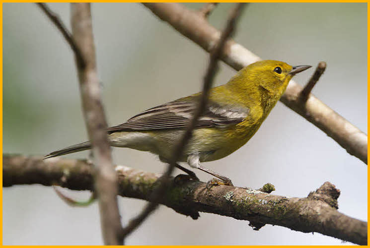 Pine Warbler