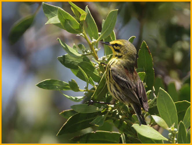 Prairie Warbler