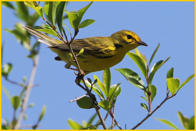 Female<BR>Prairie Warbler