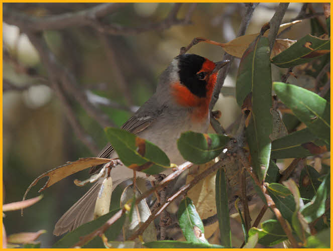 Red-faced Warbler