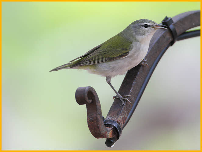 Tennessee Warbler