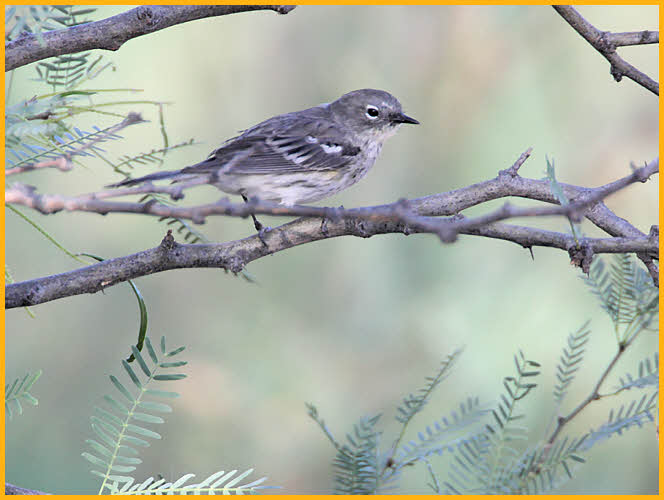 Virginia's Warbler