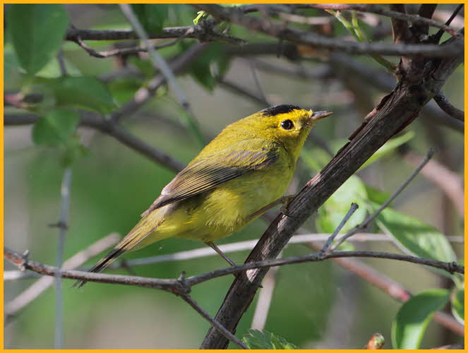 Taiga <BR>Wilson's Warbler