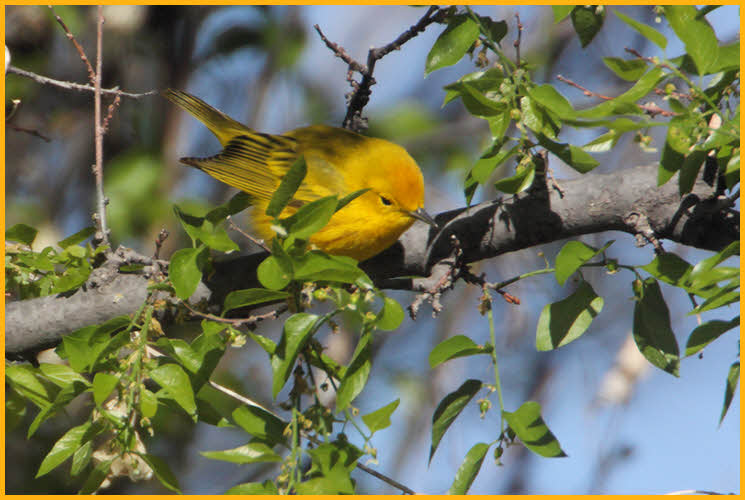 Female Pacific<BR>Wilson's Warbler