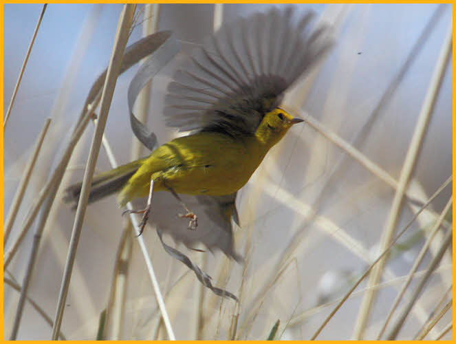 Pacific<BR>Wilson's Warbler