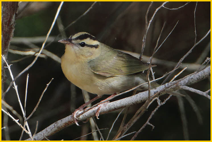 Worm-eating Warbler
