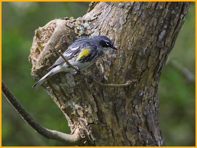 Myrtle<BR>Yellow-rumped Warbler