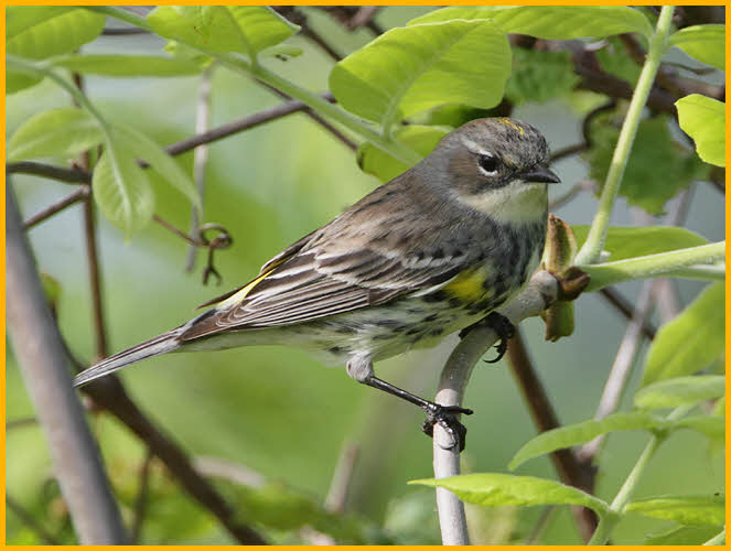 First Winter Myrtle<BR>Yellow-rumped Warbler