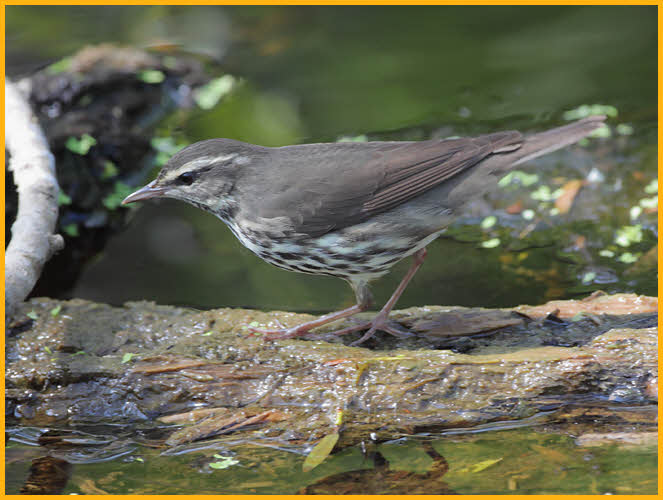 Whitish<BR>Northern Waterthrush