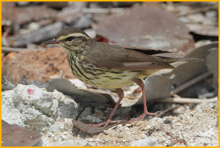 Yellow<BR>Northern Waterthrush