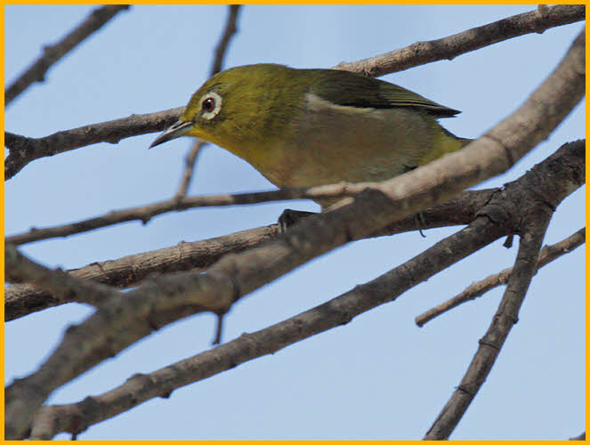 Japanese White-eye