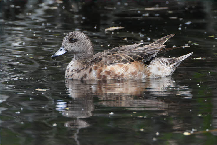 Female<BR>American Wigeon
