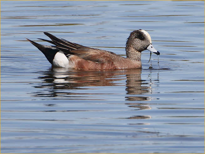 American Wigeon